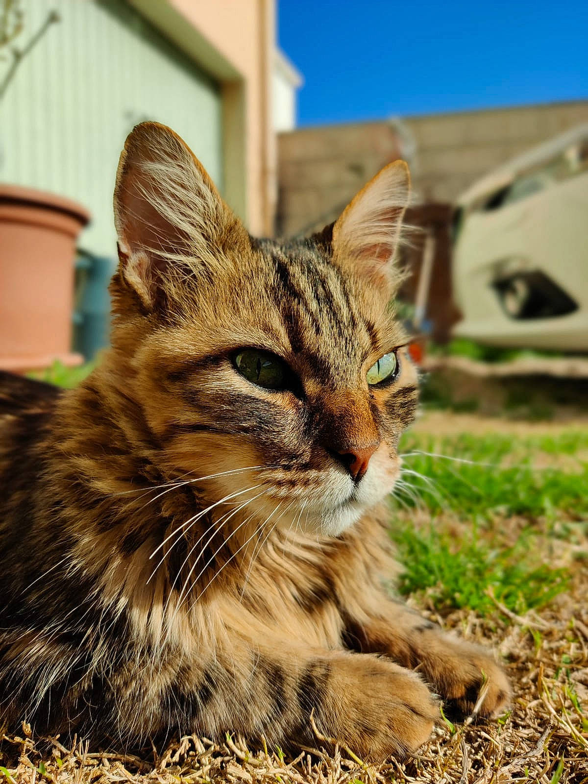 Kakou a rejoint le concours — aidez-le/la à gagner de superbes lots ! carnivore, cat, domestic_short_haired_cat, fawn, felidae, fur, grass, plant, sand, sitting, sky, small_to_medium_sized_cats, snout, soil, terrestrial_animal, tree, whiskers, wildlife
