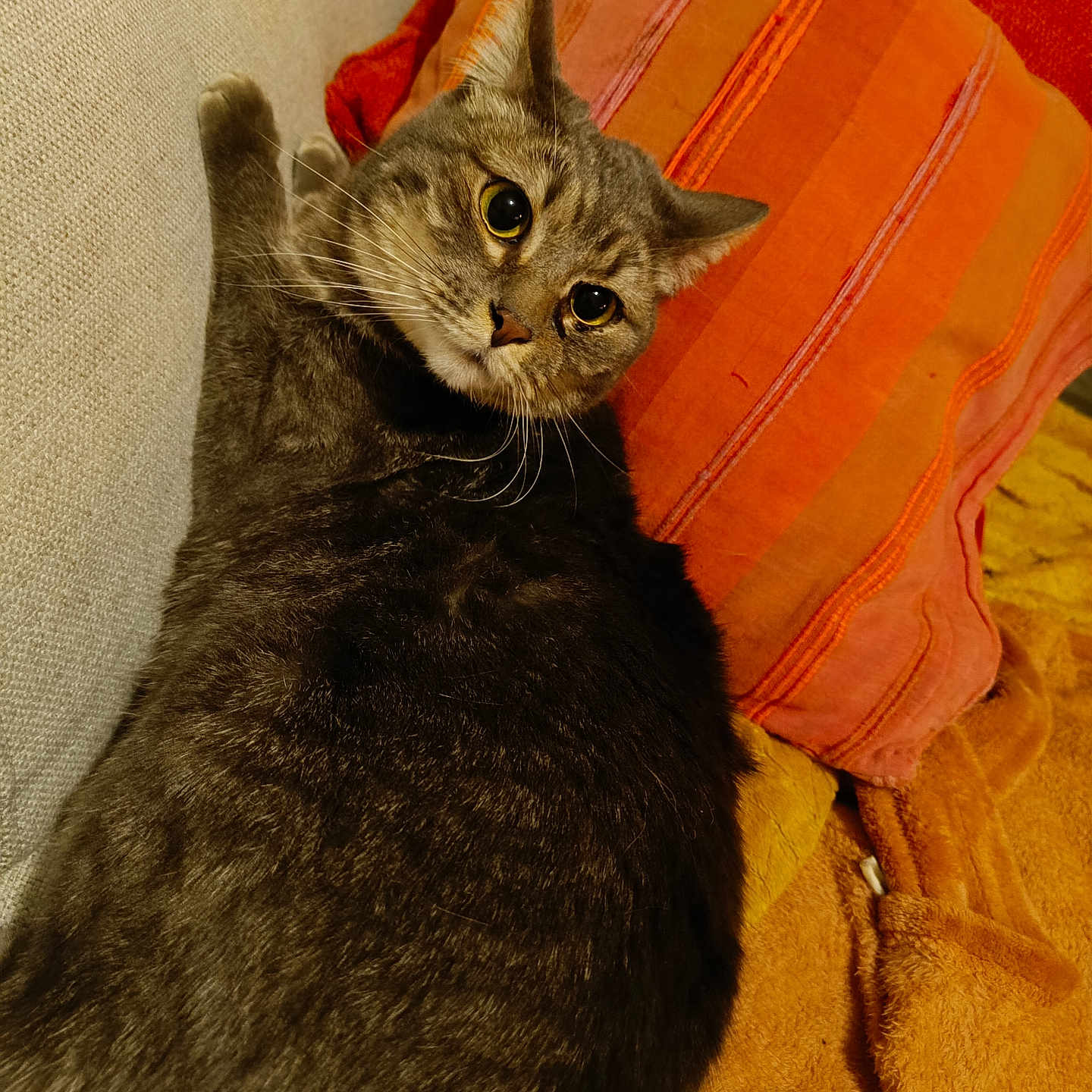 Nina participe au concours pour gagner de l'argent avec cette photo : abyssinian, animal, architecture, armchair, blanket, building, cat, chair, couch, cushion, furniture, homedecor, indoors, kitten, linen, livingroom, manx, pet, pillow, room