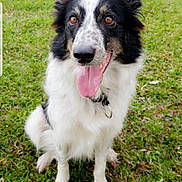 Stoke is registered to the contest to win money with this photo: australian_collie, border_collie, canidae, carnivore, collie, companion_dog, dog, dog_breed, herding_dog, mammal, rare_breed_dog, rough_collie, scotch_collie, shetland_sheepdog, snout, sporting_group, vertebrate, welsh_sheepdog, working_dog