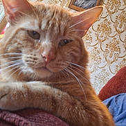 Bella joined the competition — help win amazing prizes! cat, ginger_cat, close_up, indoor, person_partial, blanket, furniture, wallpaper, bottle, household_items, relaxed, paw, face, beard, couch, texture, orange, whiskers, portrait, cozy