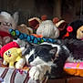 Lina a rejoint le concours — aidez-le/la à gagner de superbes lots ! cat, sleeping, plush_toys, stuffed_animals, donut_pillow, black_and_white_cat, cozy, indoor, resting, cute, colorful, soft, furry, toy_collection, animal_plush, cushion, nap, pet, comfort, relaxation