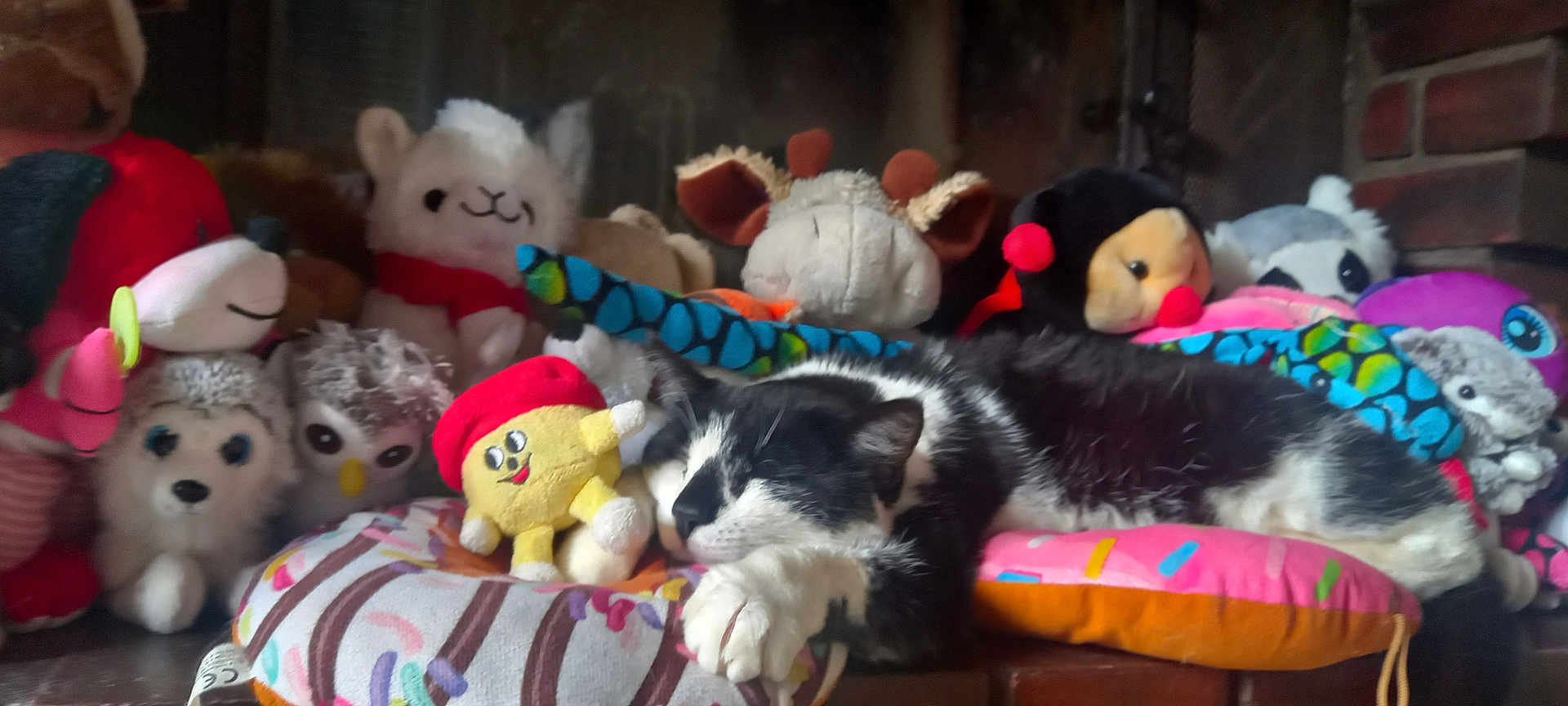 Lina a rejoint le concours — aidez-le/la à gagner de superbes lots ! cat, sleeping, plush_toys, stuffed_animals, donut_pillow, black_and_white_cat, cozy, indoor, resting, cute, colorful, soft, furry, toy_collection, animal_plush, cushion, nap, pet, comfort, relaxation