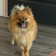 Princess joined the competition — help win amazing prizes! dog, pomeranian, pet, fluffy, indoor, wooden_floor, tongue_out, small_dog, cute, animal, canine, fur, standing, happy, domestic_animal, companion, brown, black_nose, ears, tail