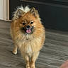 dog, pomeranian, pet, fluffy, indoor, wooden_floor, tongue_out, small_dog, cute, animal, canine, fur, standing, happy, domestic_animal, companion, brown, black_nose, ears, tail