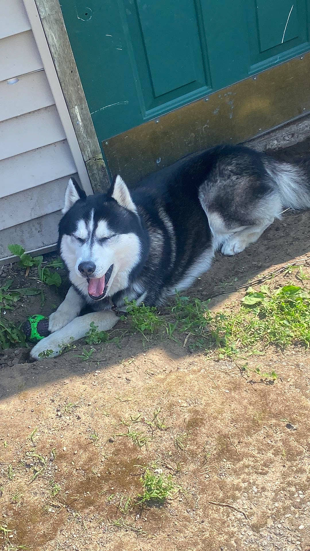 Lucky is registered to the contest to win money with this photo: ancient_dog_breeds, canidae, carnivore, companion_dog, dog, dog_breed, grass, grey, non_sporting_group, sled_dog, snout, sporting_group, tail, working_dog