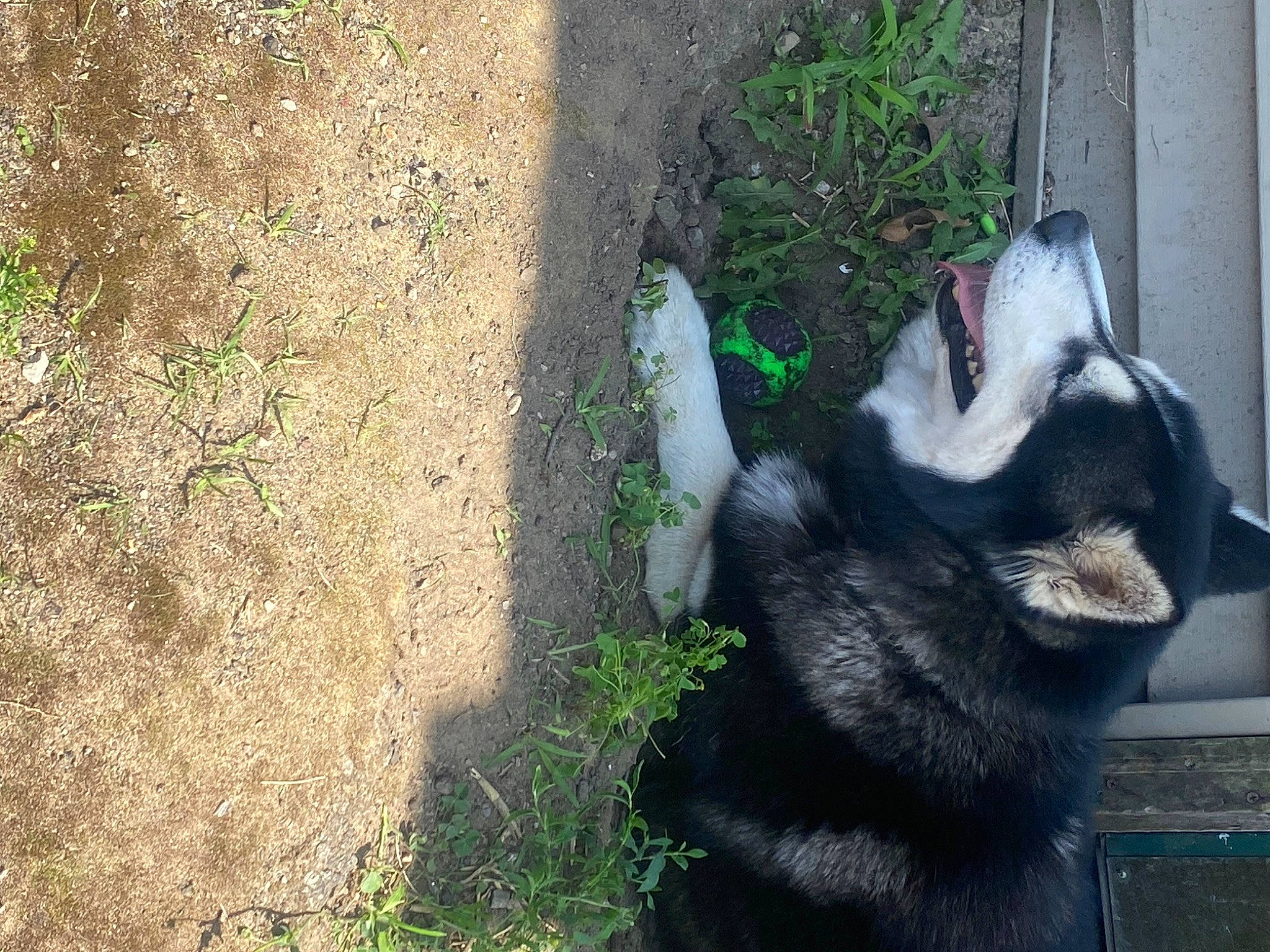 Lucky is registered to the contest to win money with this photo: canidae, carnivore, claw, dog_breed, domestic_short_haired_cat, felidae, fur, grass, natural_material, paw, plant, shadow, small_to_medium_sized_cats, snout, soil, sporting_group, tail, terrestrial_animal, whiskers, wildlife