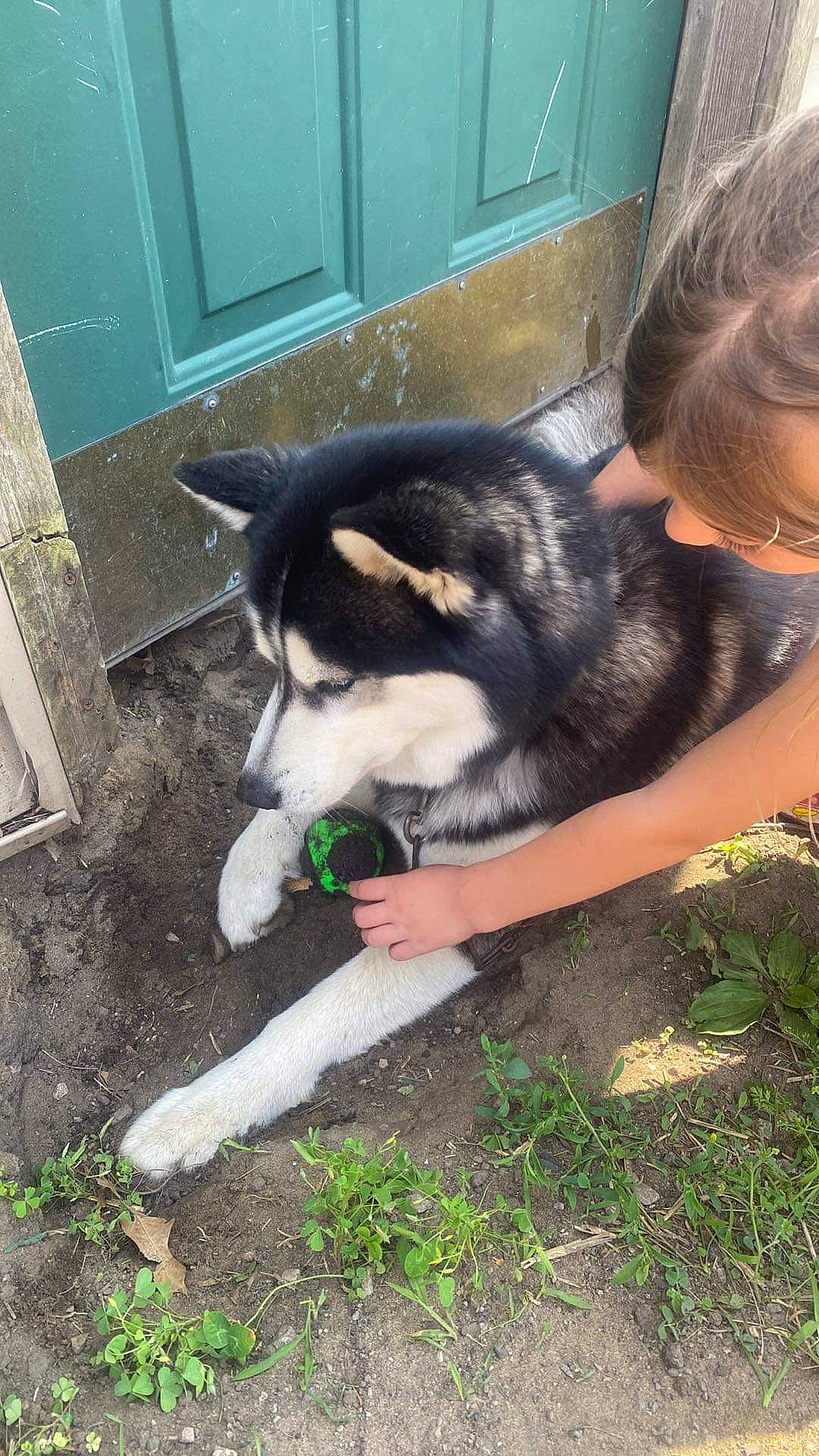 Lucky joined the competition — help win amazing prizes! canidae, carnivore, companion_dog, dog, dog_breed, door, door_handle, fur, grass, herding_dog, home_door, non_sporting_group, plant, siberian_husky, sled_dog, snout, sporting_group, terrestrial_animal, working_animal, working_dog