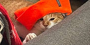 Baby is registered to the contest to win money with this photo: beanie, blanket, cat, couch, cozy, eyes, fabric, fur, hardwood_floor, hat, head, hiding, indoor, orange_hat, paw, peeking, pet, relaxed, sofa, tabby_cat