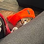beanie, blanket, cat, couch, cozy, eyes, fabric, fur, hardwood_floor, hat, head, hiding, indoor, orange_hat, paw, peeking, pet, relaxed, sofa, tabby_cat