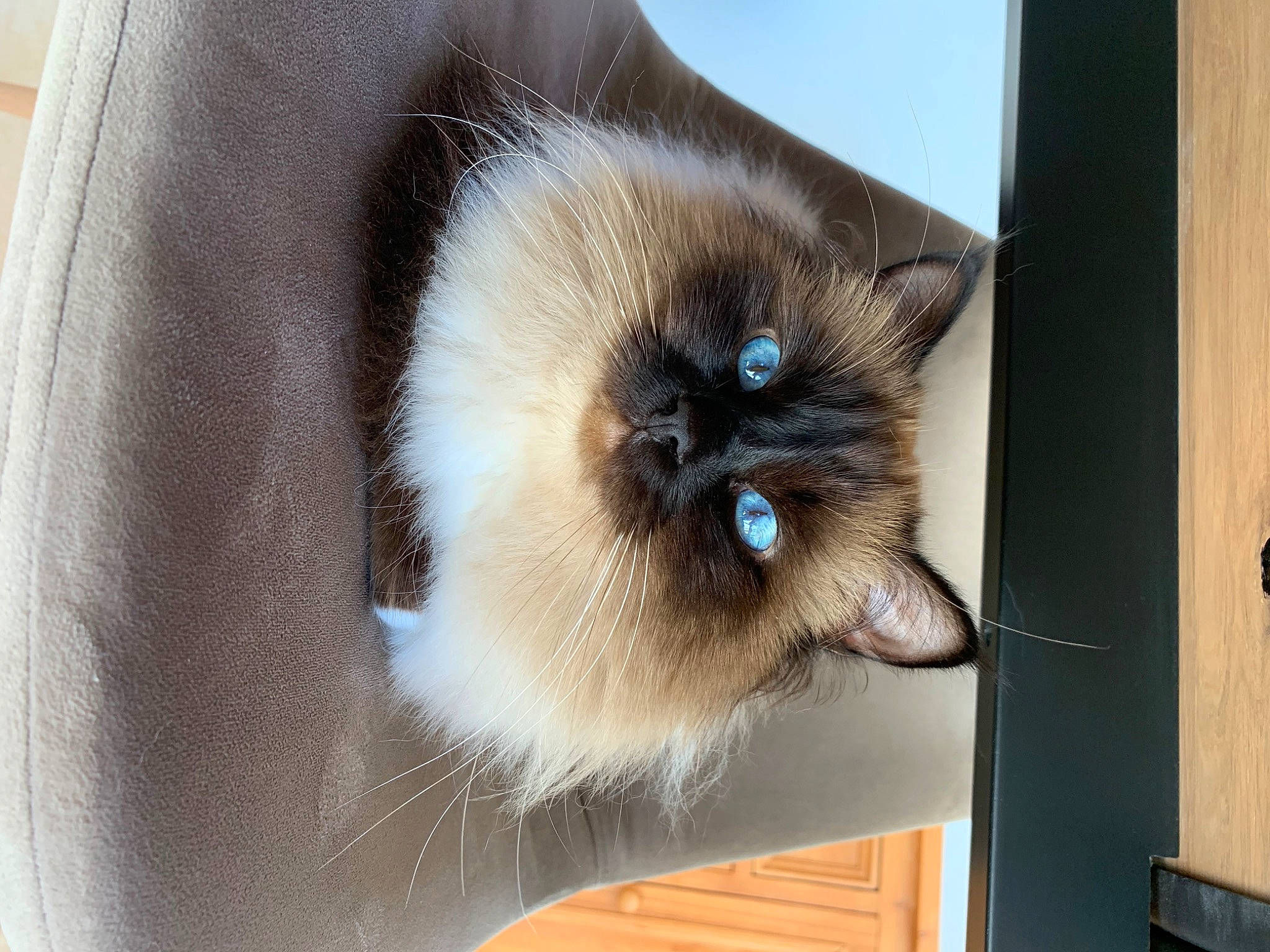 Rio a rejoint le concours — aidez-le/la à gagner de superbes lots ! balinese, birman, carnivore, cat, fawn, felidae, fur, iris, siamese, small_to_medium_sized_cats, snout, thai, whiskers, wood