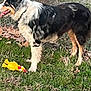 dog, australian_shepherd, tricolor, grass, toy, yellow_toy, plush_toy, outdoor, leaves, fence, collar, standing, panting, tongue, long_fur, pet, mammal, lawn, playful, nature