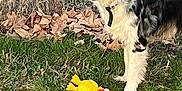 Willie joined the competition — help win amazing prizes! dog, australian_shepherd, pet, grass, yellow_toy, plush_chicken, autumn_leaves, collar, long_fur, tricolor, standing, outdoor, nature, muzzle, ears, look_away, playtime, leaf_litter, greenery, portrait