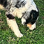 Willie is registered to the contest to win money with this photo: dog, australian_shepherd, tricolor, grass, sniffing, close_up, outdoor, pet, fur, paw, muzzle, head, profile, lawn, nature, mammal, canine, portrait, exploration, daylight