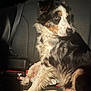 dog, australian_shepherd, pet, backseat, car_interior, seat, seatbelt, fur, paw, leash, low_light, spotlight, portrait, brown_eyes, sitting, travel, companion, alert, wrappers, closeup