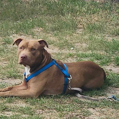 Copper