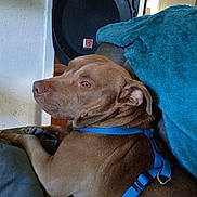 Copper joined the competition — help win amazing prizes! dog, brown_dog, blue_harness, couch, blanket, indoor, speaker, pet, relaxed, resting, canine, fur, ear, nose, animal, domestic_animal, home, side_view, looking_away, comfortable