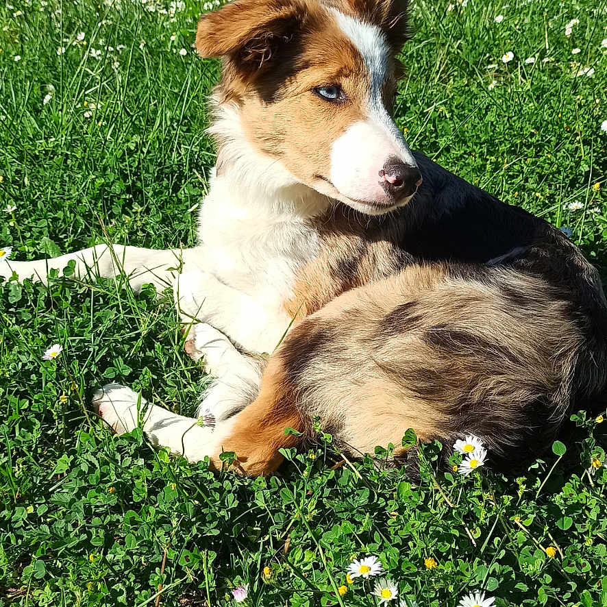 Wind participe au concours pour gagner de l'argent avec cette photo : animal, backyard, blue_eyes, canine, dog, field, flowers, fur, grass, greenery, house, nature, outdoor, peaceful, pet, relaxing, summer, sunlight, sunny, tree