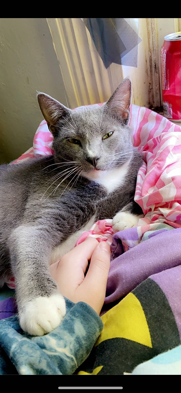 Mrs. is registered to the contest to win money with this photo: carnivore, cat, cat_supply, claw, comfort, domestic_short_haired_cat, felidae, fur, gesture, nail, nap, paw, pink, sitting, small_to_medium_sized_cats, snout, whiskers