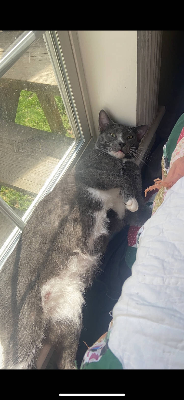 Mrs. is registered to the contest to win money with this photo: black_cat, carnivore, cat, claw, comfort, domestic_short_haired_cat, felidae, fur, grey, nap, paw, plant, sitting, small_to_medium_sized_cats, tail, tree, whiskers, window