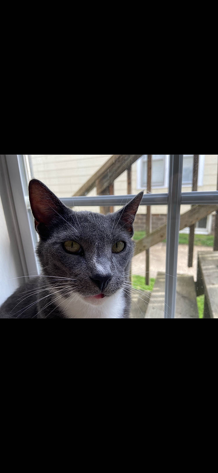 Mrs. joined the competition — help win amazing prizes! carnivore, cat, domestic_short_haired_cat, felidae, fur, photo_caption, small_to_medium_sized_cats, tail, terrestrial_animal, whiskers, window