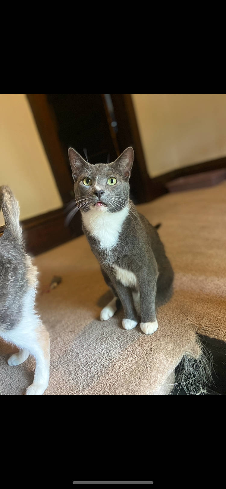 Mrs. is registered to the contest to win money with this photo: carnivore, cat, cat_toy, claw, domestic_short_haired_cat, felidae, fur, grey, paw, photo_caption, sitting, small_to_medium_sized_cats, snout, tail, whiskers, window