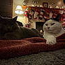 Tiki joined the competition — help win amazing prizes! cat, cats, blanket, fireplace, stockings, lamp, christmas_tree, holiday_decor, cozy, indoor, pets, animal, relaxing, warm_lighting, home, decorations, feline, resting, cute, festive