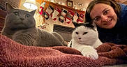 Tiki joined the competition — help win amazing prizes! cat, person, blanket, indoor, fireplace, stockings, holiday, christmas, decorations, lamp, smile, cozy, fur, resting, pet, warm, home, celebration, festive, relaxing