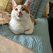 Tigger is registered to the contest to win money with this photo: cat, pet, indoor, quilt, pillow, orange_and_white_cat, fur, whiskers, relaxed, animal, mammal, cute, cozy, texture, bed, resting, feline, home, decor, portrait