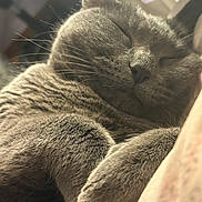 Taffy joined the competition — help win amazing prizes! cat, gray_cat, sleeping, close_up, fur, paw, whiskers, pet, indoor, cozy, relaxed, animal, cute, face, nose, ear, soft_light, texture, resting, peaceful