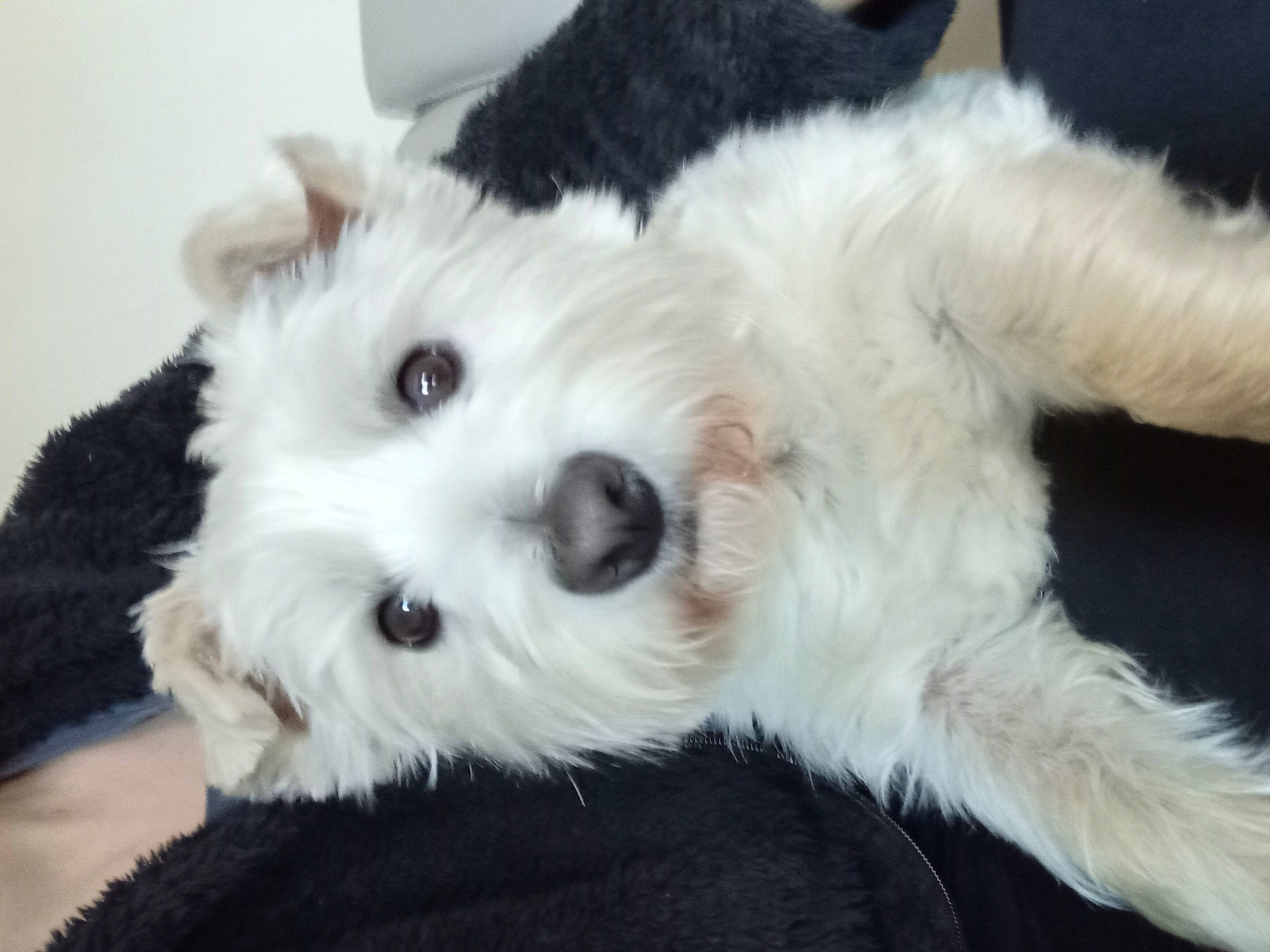 Raya a rejoint le concours — aidez-le/la à gagner de superbes lots ! ball, canidae, carnivore, companion_dog, dog, dog_breed, dog_supply, fur, mal_shi, maltepoo, puppy, shih_poo, small_terrier, snout, sporting_group, terrestrial_animal, terrier, toy, toy_dog, working_animal