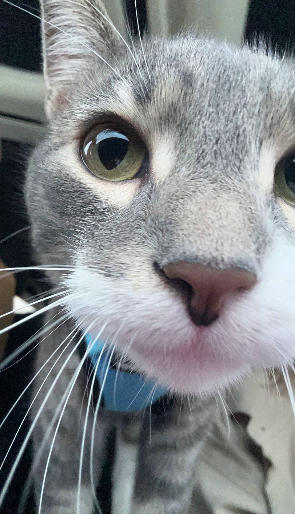 Benji is registered to the contest to win money with this photo: carnivore, cat, close_up, domestic_short_haired_cat, electric_blue, felidae, fur, mammal, photography, small_to_medium_sized_cats, snout, terrestrial_animal, whiskers
