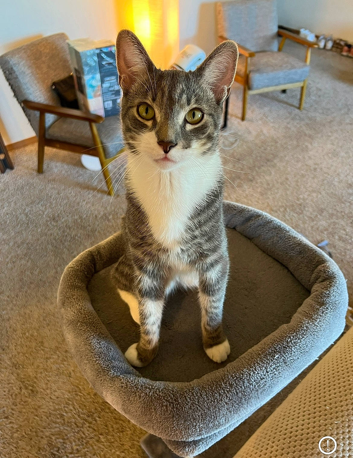 Benji is registered to the contest to win money with this photo: carnivore, cat, cat_furniture, cat_supply, chair, claw, domestic_short_haired_cat, fawn, felidae, flooring, fur, paw, pet_supply, sitting, small_to_medium_sized_cats, snout, tail, whiskers