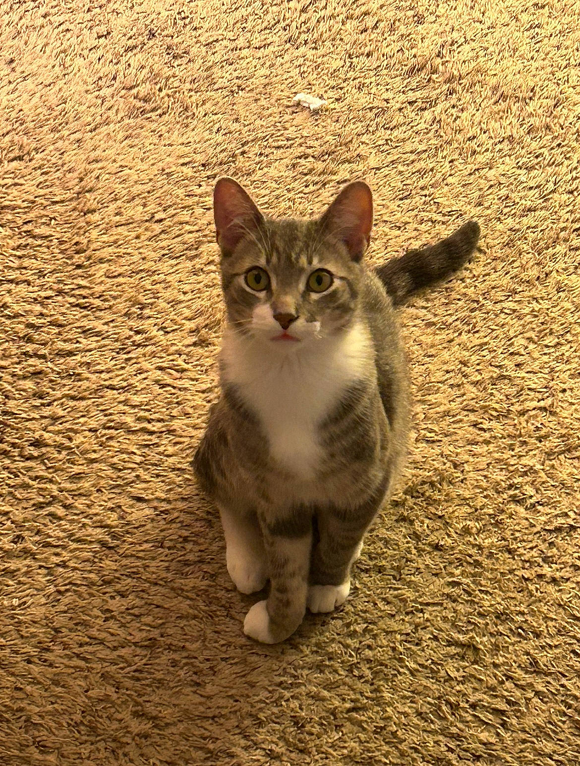 Benji joined the competition — help win amazing prizes! carnivore, cat, domestic_short_haired_cat, fawn, felidae, fur, landscape, paw, road_surface, shadow, small_to_medium_sized_cats, snout, soil, tail, terrestrial_animal, whiskers, wildlife, wood