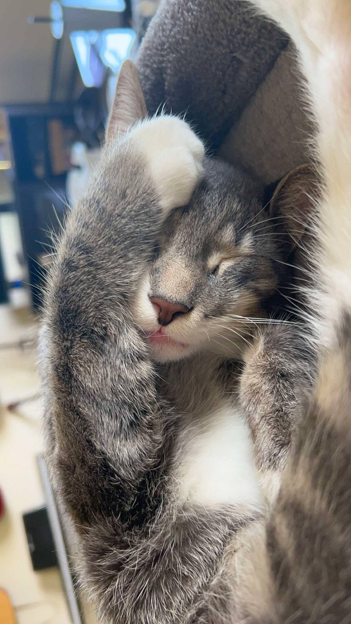 Benji joined the competition — help win amazing prizes! carnivore, cat, claw, comfort, domestic_short_haired_cat, felidae, fur, grey, nap, natural_material, paw, sky, sleep, small_to_medium_sized_cats, tail, terrestrial_animal, whiskers, wildlife