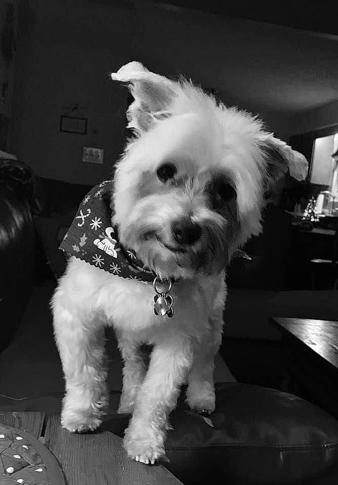 Zues joined the competition — help win amazing prizes! carnivore, cloud, collar, companion_dog, dog, dog_breed, dog_collar, dog_supply, fur, glasses, monochrome, monochrome_photography, small_terrier, snout, sporting_group, style, terrier, toy_dog, water_dog, whiskers