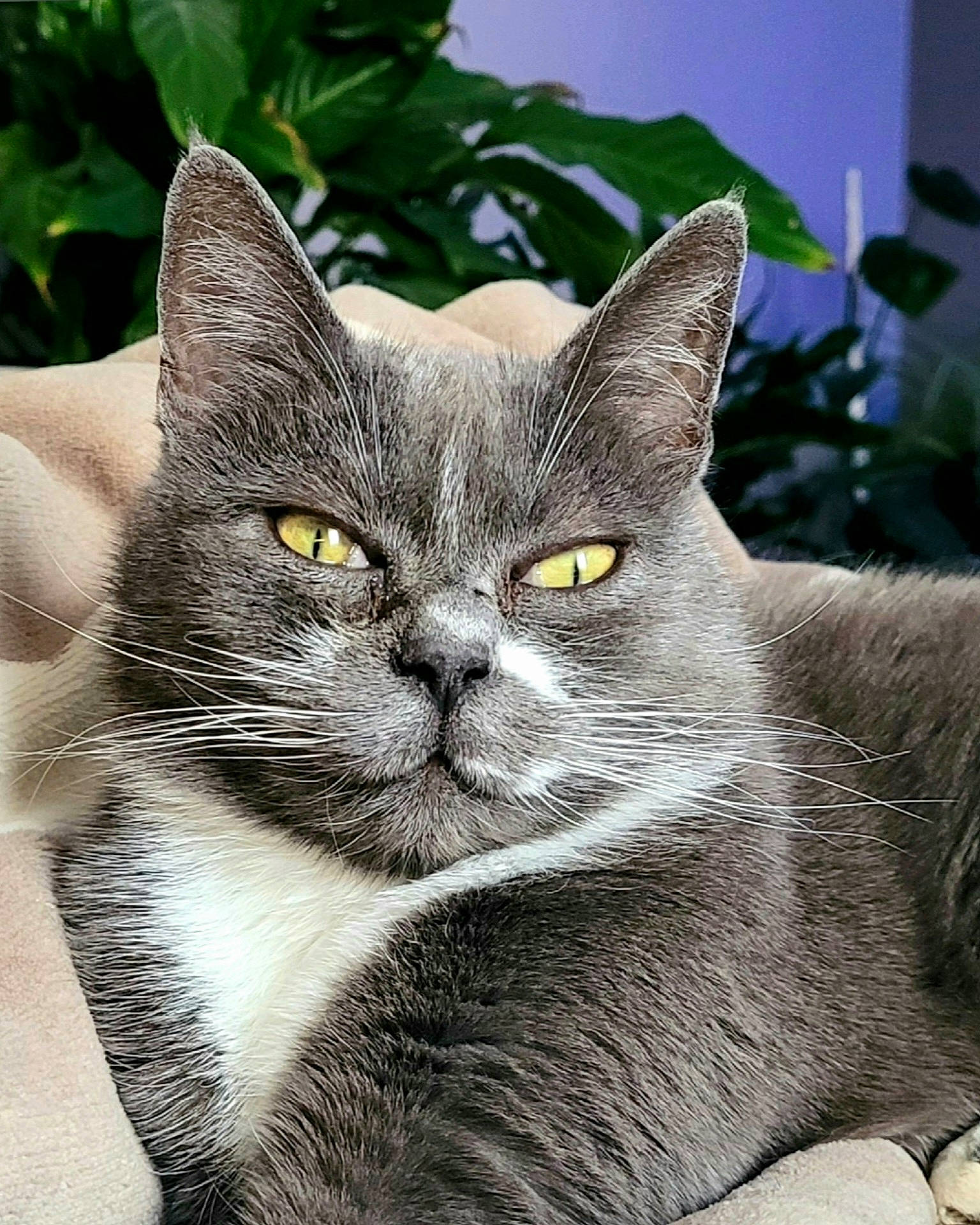 Mussy a rejoint le concours — aidez-le/la à gagner de superbes lots ! carnivore, cat, domestic_short_haired_cat, felidae, fur, plant, russian_blue, small_to_medium_sized_cats, snout, terrestrial_animal, whiskers