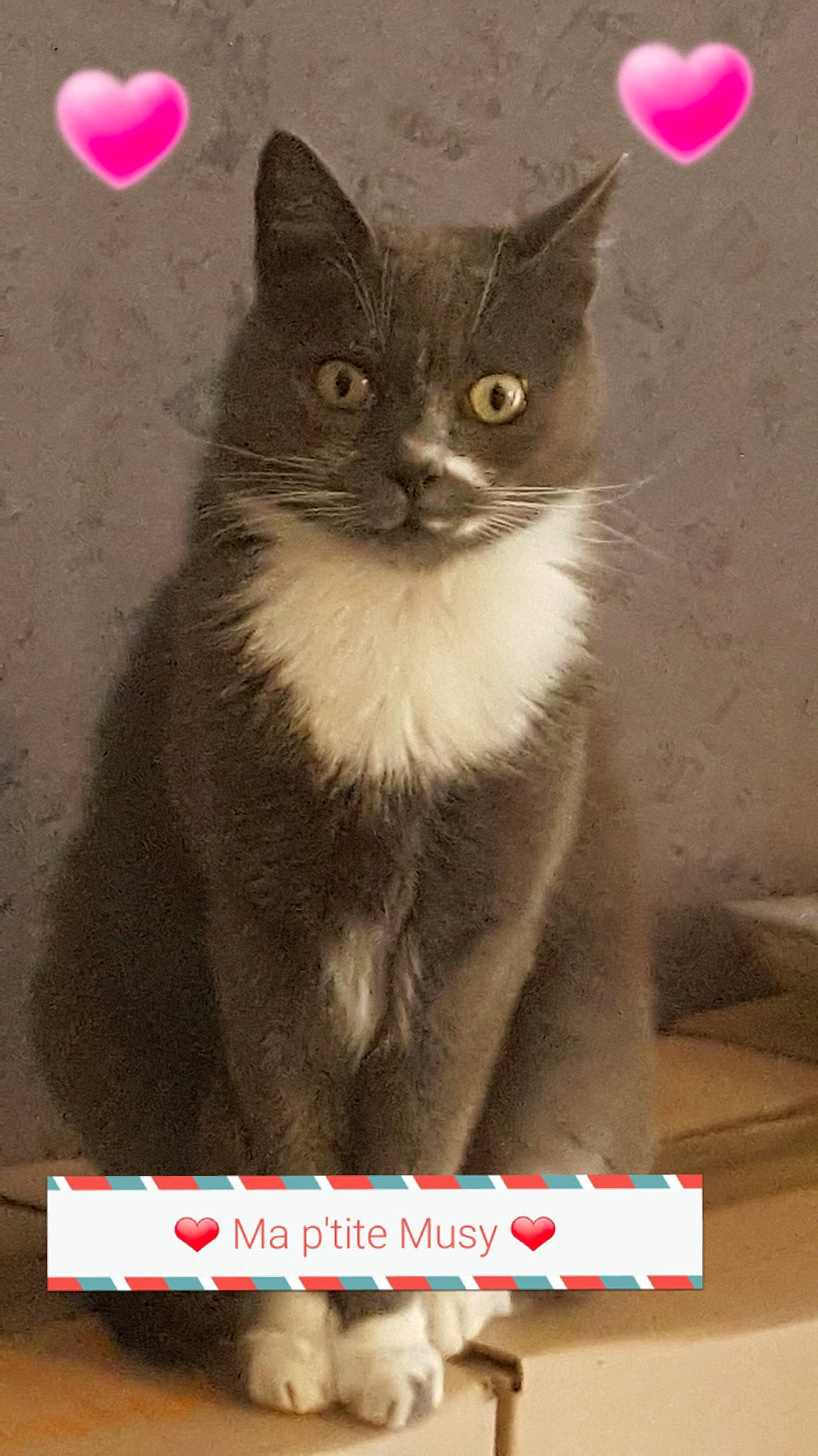 Mussy a rejoint le concours — aidez-le/la à gagner de superbes lots ! carnivore, cat, cat_supply, domestic_short_haired_cat, felidae, font, fur, illustration, paper_product, paw, photo_caption, photography, publication, puzzle, rectangle, small_to_medium_sized_cats, snout, terrestrial_animal, whiskers, window