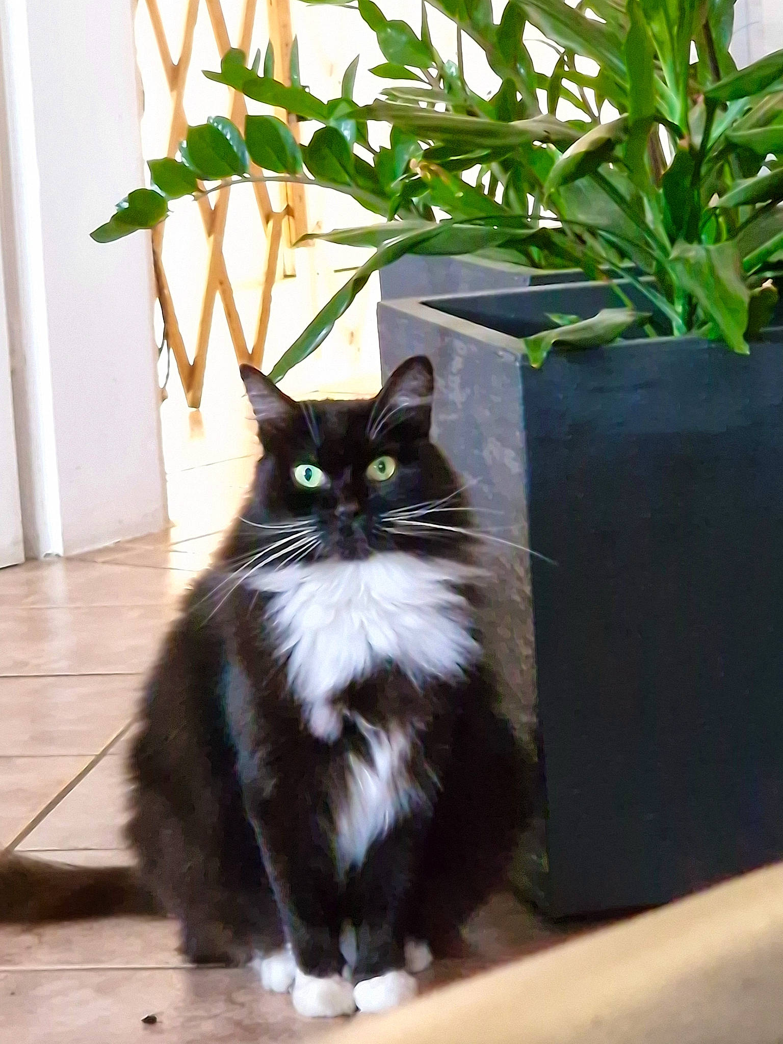 Garcouney participe au concours pour gagner de l'argent avec cette photo : black_cat, carnivore, cat, domestic_short_haired_cat, felidae, flooring, flowerpot, fur, grass, hardwood, herb, houseplant, plant, sitting, small_to_medium_sized_cats, tail, terrestrial_animal, whiskers, window, wood