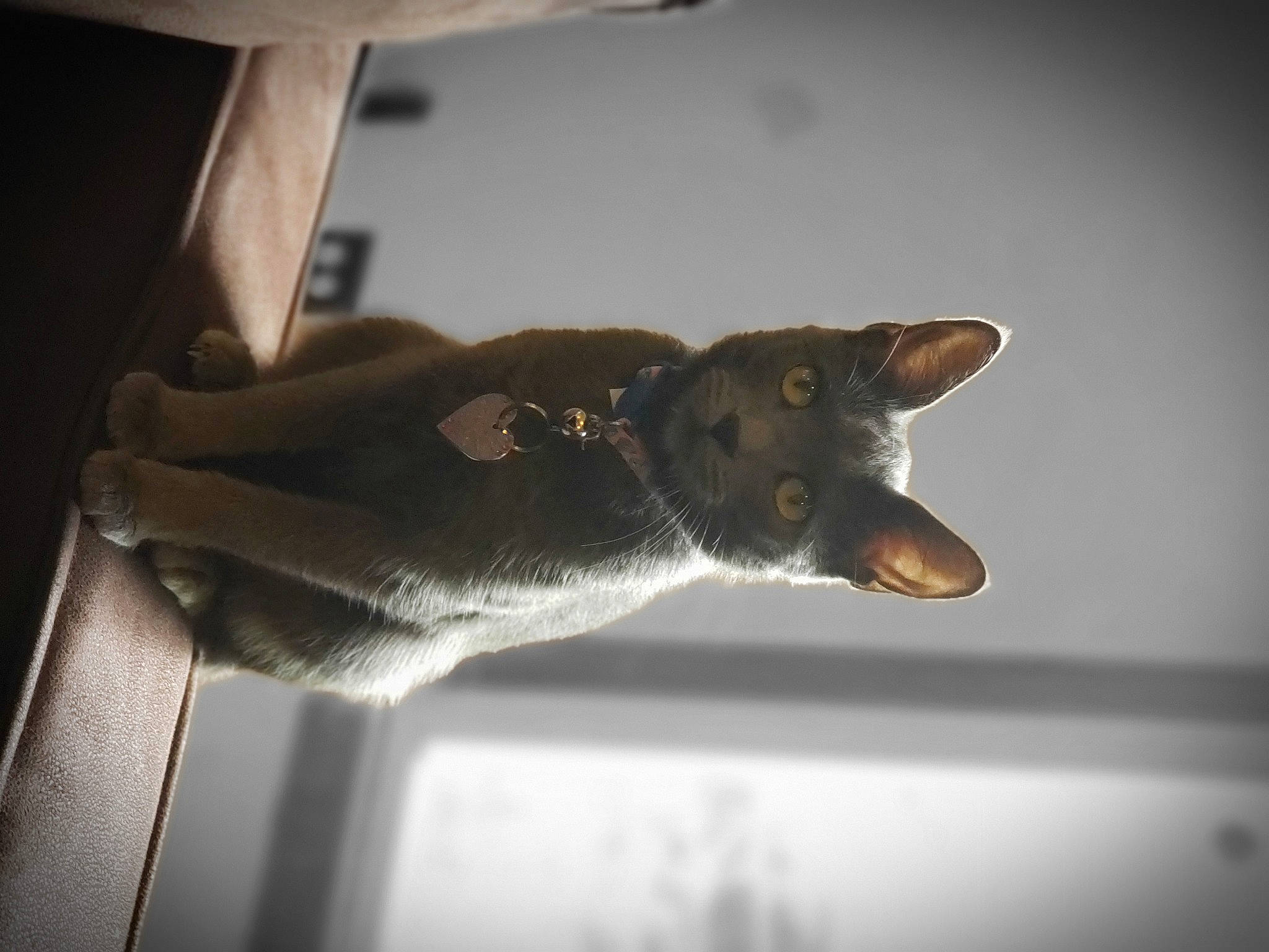 Stormi is registered to the contest to win money with this photo: abyssinian, carnivore, cat, domestic_short_haired_cat, ear, felidae, kitten, korat, russian_blue, small_to_medium_sized_cats, snout, whiskers, window