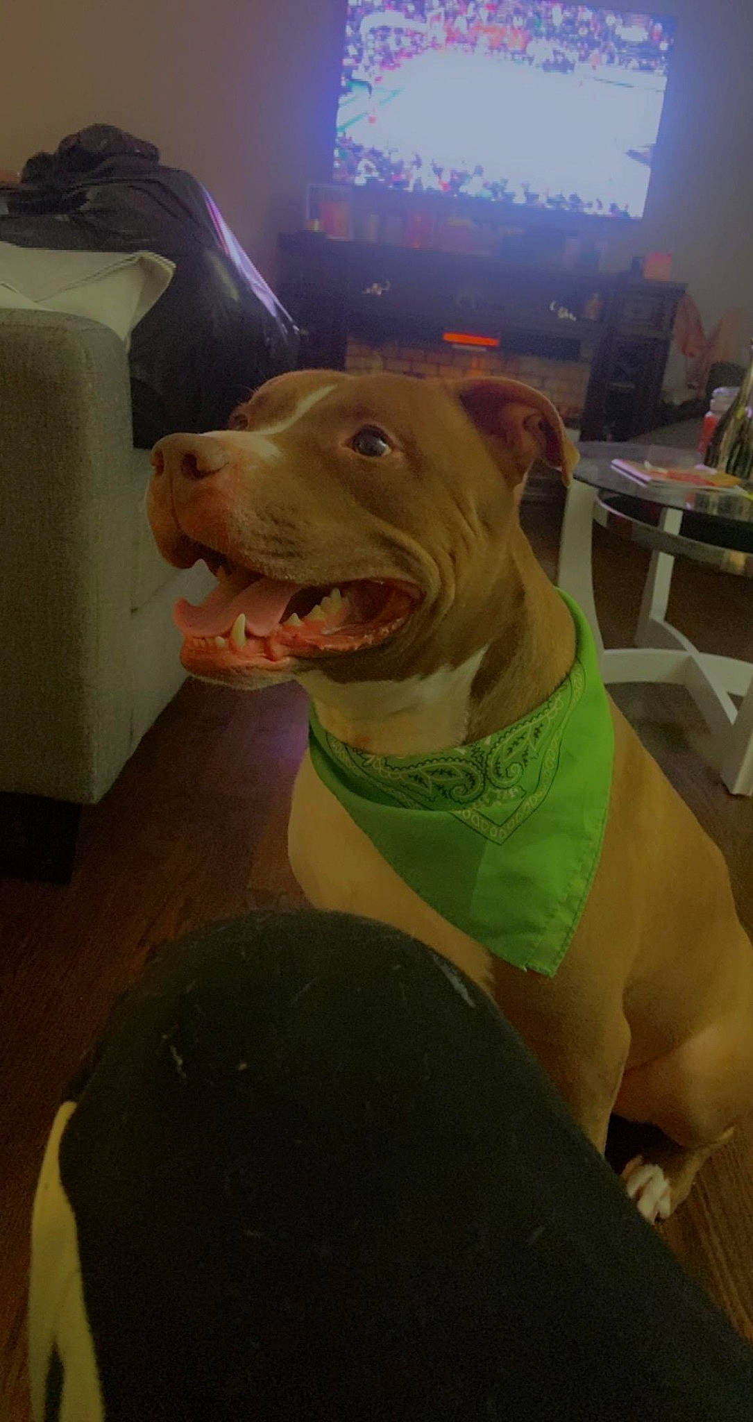 Breezy is registered to the contest to win money with this photo: canidae, carnivore, companion_dog, dog, dog_breed, dog_collar, dog_supply, fawn, flooring, guard_dog, non_sporting_group, personal_protective_equipment, pet_supply, selfie, snout, sporting_group, terrestrial_animal, whiskers, window, working_animal