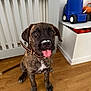 Pablo is registered to the contest to win money with this photo: puppy, dog, brindle, indoor, floor, wooden_floor, toy_truck, tongue_out, collar, pet, playful, cute, young_dog, nose, animal, furniture, background, toy, brown, white_spot