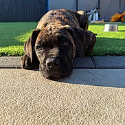 Pablo joined the competition — help win amazing prizes! puppy, dog, brindle, laying_down, outdoor, sunlight, patio, grass, fence, domestic_animal, young_dog, close_up, canine, pet, animal, relaxed, garden, daylight, cute, adorable