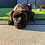 puppy, dog, brindle, laying_down, outdoor, sunlight, patio, grass, fence, domestic_animal, young_dog, close_up, canine, pet, animal, relaxed, garden, daylight, cute, adorable