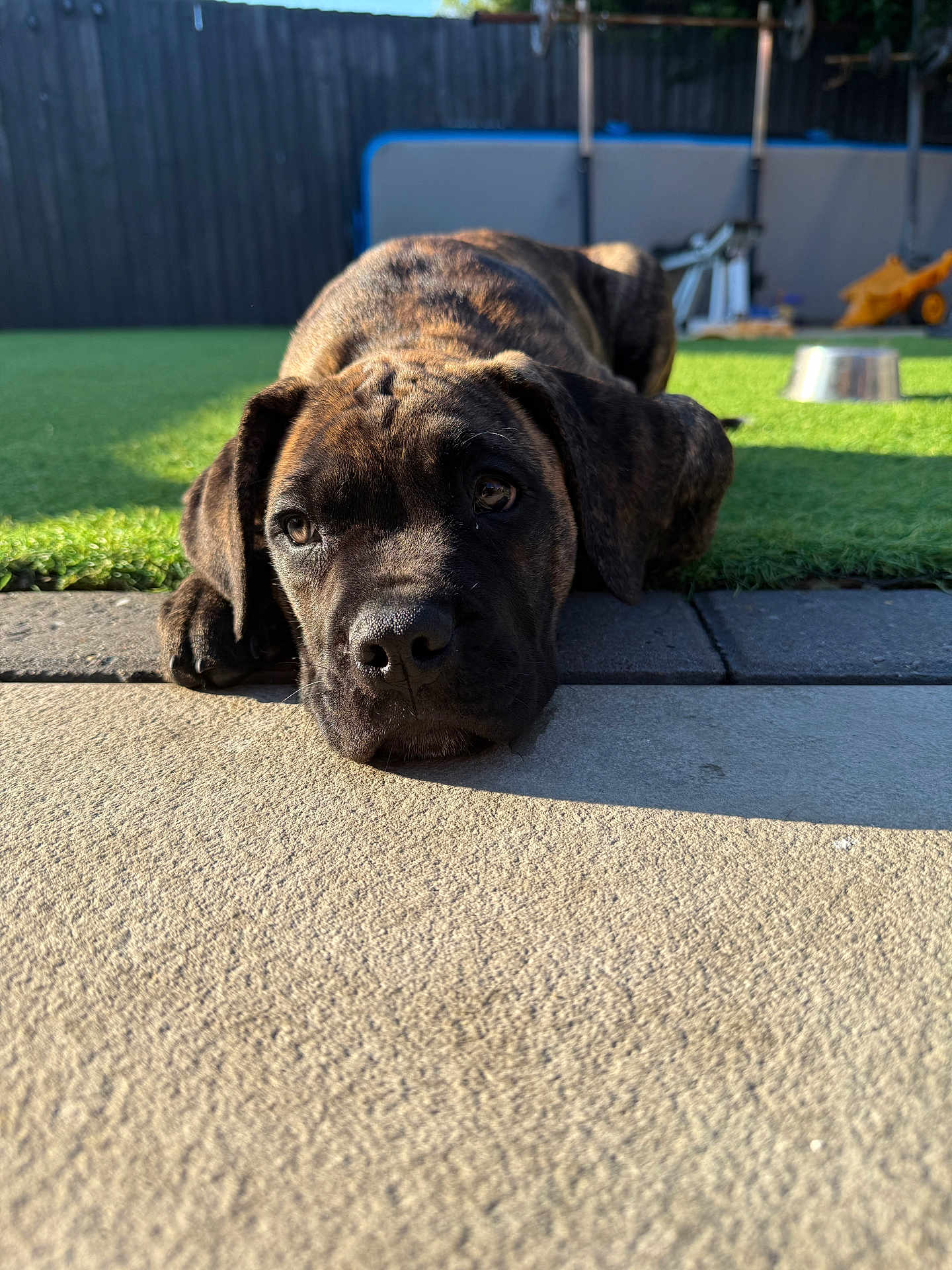 Pablo joined the competition — help win amazing prizes! puppy, dog, brindle, laying_down, outdoor, sunlight, patio, grass, fence, domestic_animal, young_dog, close_up, canine, pet, animal, relaxed, garden, daylight, cute, adorable