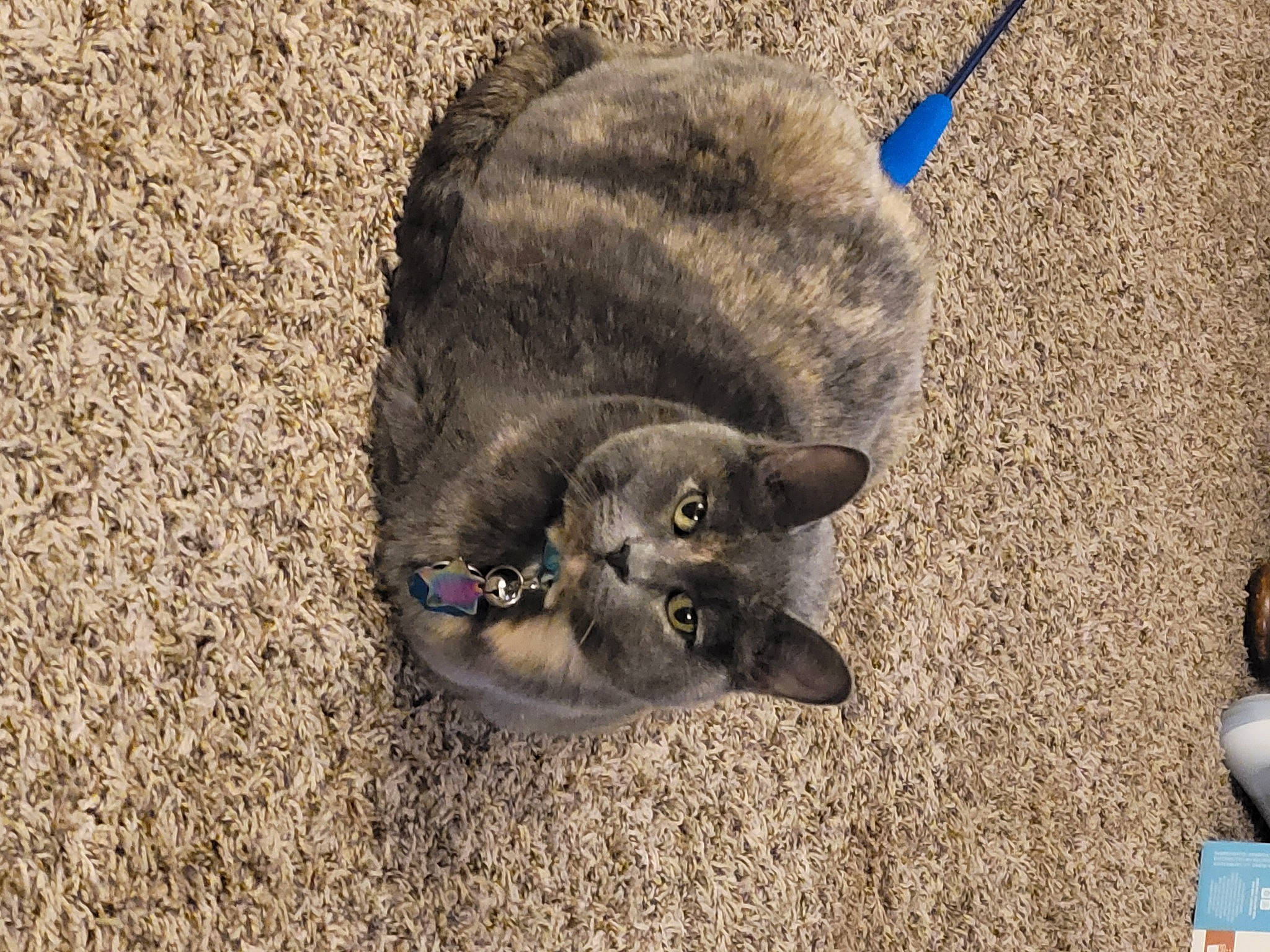 Juliet is registered to the contest to win money with this photo: black_cat, canidae, carnivore, cat, claw, dog_breed, domestic_short_haired_cat, felidae, fur, grey, paw, road_surface, sand, shadow, small_to_medium_sized_cats, soil, tail, terrestrial_animal, whiskers, wildlife