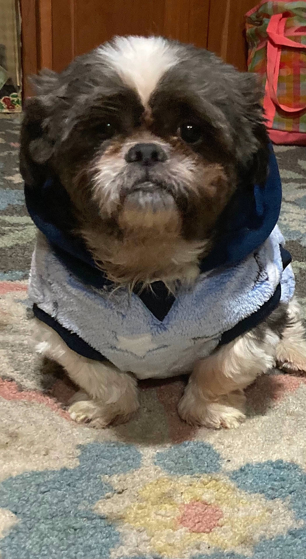 Toby joined the competition — help win amazing prizes! animal, calm, carpet, clothing, colorful, cozy, cute, dog, floor, fluffy, fur, home, hoodie, indoor, looking_at_camera, patterned, pet, portrait, sitting, small_dog