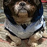 Toby joined the competition — help win amazing prizes! dog, puppy, hoodie, clothing, indoor, carpet, patterned_carpet, brown_dog, white_patch, fluffy, pet, canine, sitting, looking_at_camera, cozy, cute, small_dog, animal, household, background_bag