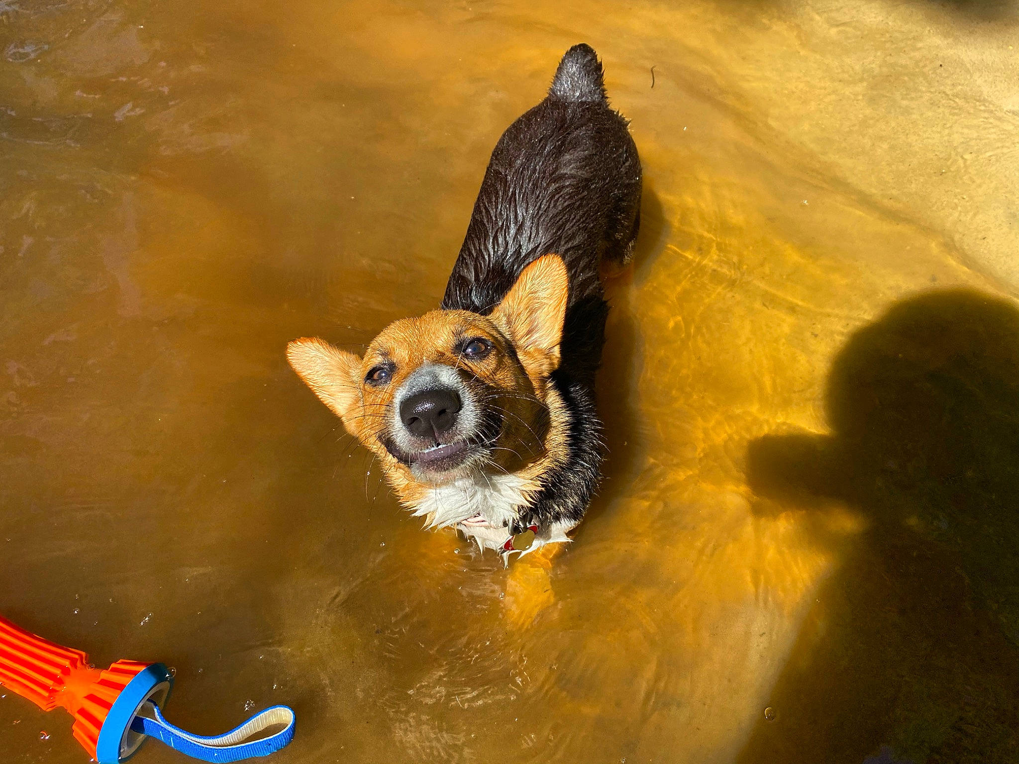 Dahlia is registered to the contest to win money with this photo: canidae, carnivore, dog, dog_breed, fawn, snout, vertebrate