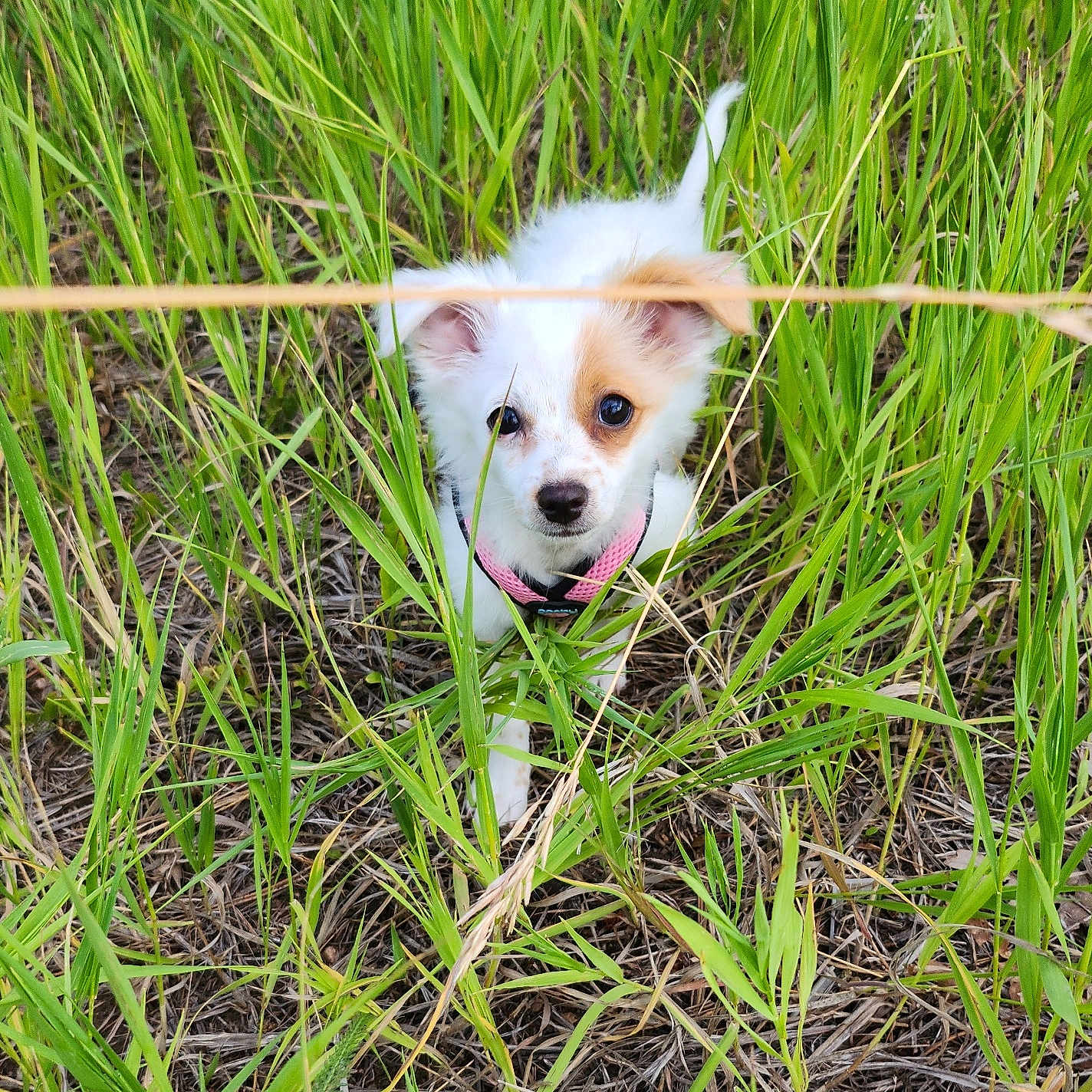 Lily is registered to the contest to win money with this photo: animal, collar, curious, cute, dog, ears, field, fur, grass, greenery, nature, outdoor, pet, playful, puppy, small_dog, snout, summer, walking, young_dog