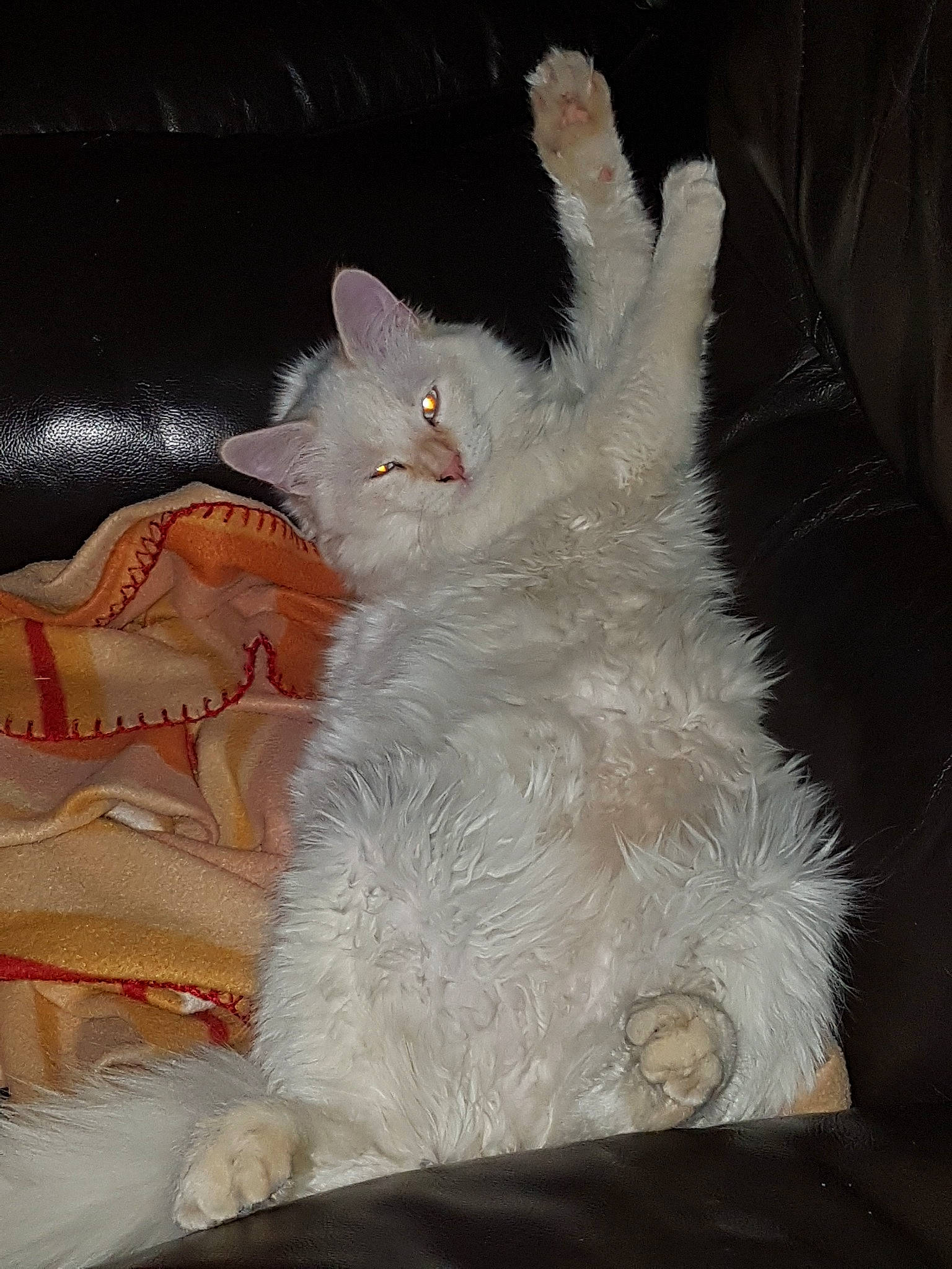 Bianco a rejoint le concours — aidez-le/la à gagner de superbes lots ! asian, british_semi_longhair, burmilla, carnivore, cat, domestic_long_haired_cat, felidae, fur, khao_manee, selkirk_rex, small_to_medium_sized_cats, tail, turkish_angora, turkish_van, whiskers, white